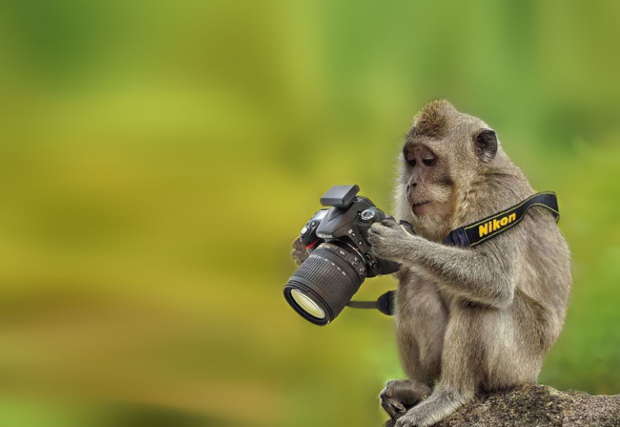 monkey-using-dslr-camera.jpg