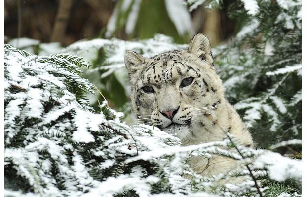 snow-leopard_1215096i.jpg