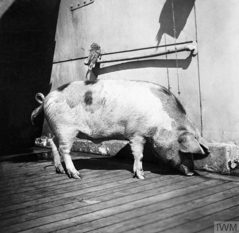 The crew of HMS Glasgow named this pig Tirpitz, after the German Admiral Alfred von Tirpitz.