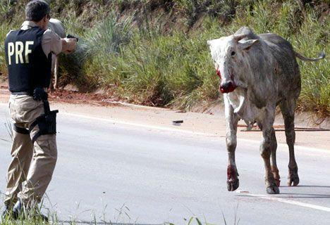 police-shooting-bull.jpg