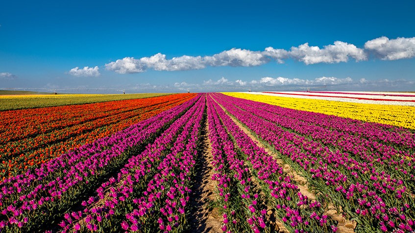tulip-fields-cumra-847x476.jpg