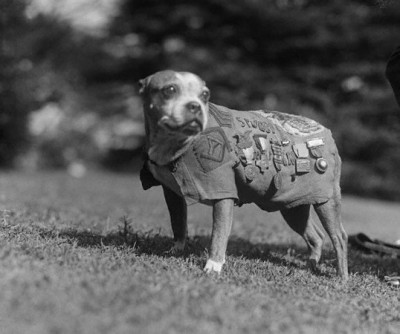 Stubby-World-War-I-Dog-400x334.jpg