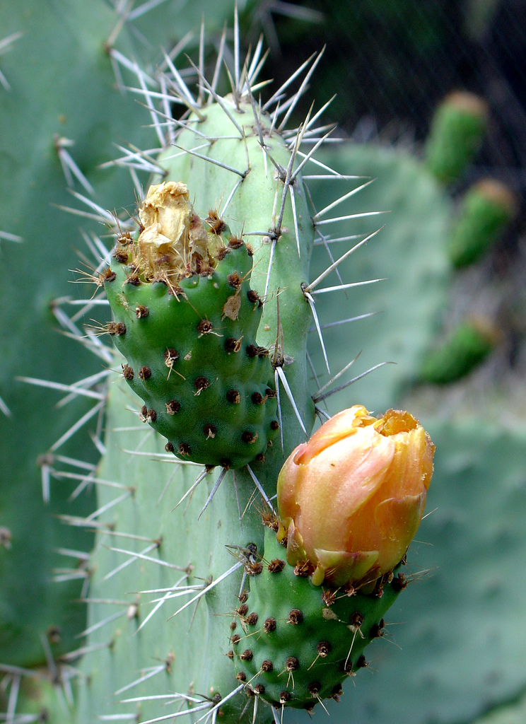 Opuntia_ficus-indica_-_Tunisia.jpg