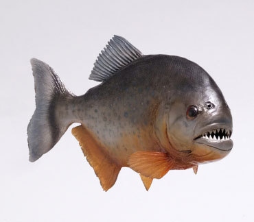 Piranha-Fish2.jpg