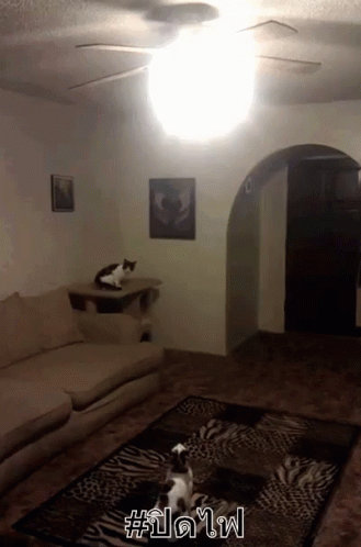 a cat sitting on a table in a living room with a ceiling fan above it