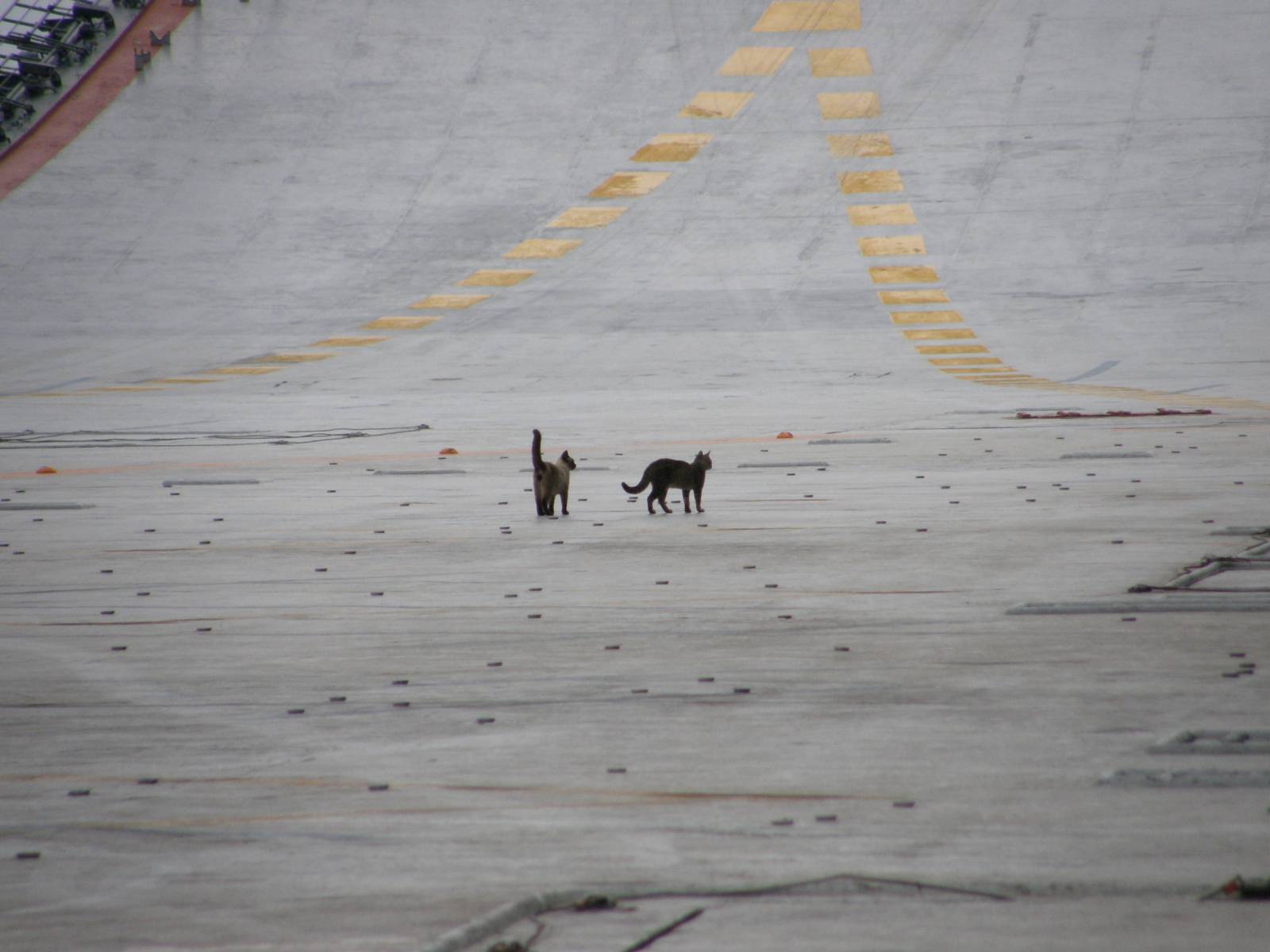 Tomcats-on-russian-carrier.jpg