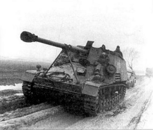 hornisse-nashorn-1.jpg