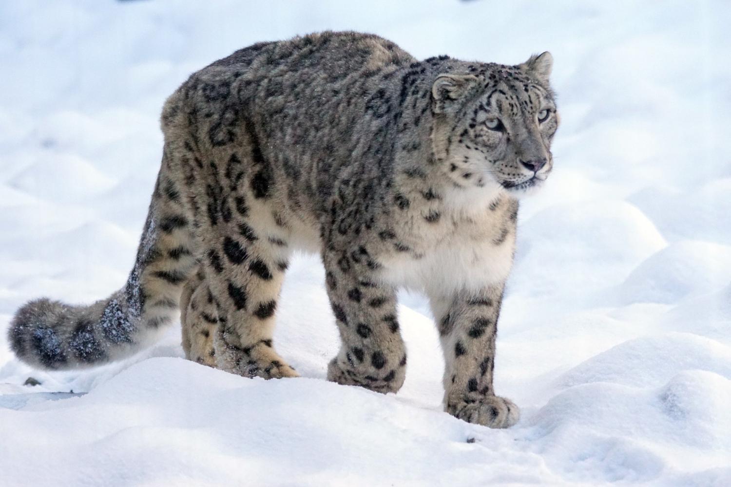 snowleopard.jpg