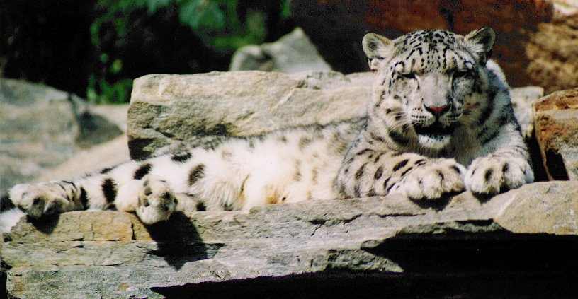 snowleopard.jpg