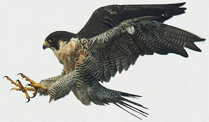 halcon-peregrino.jpg