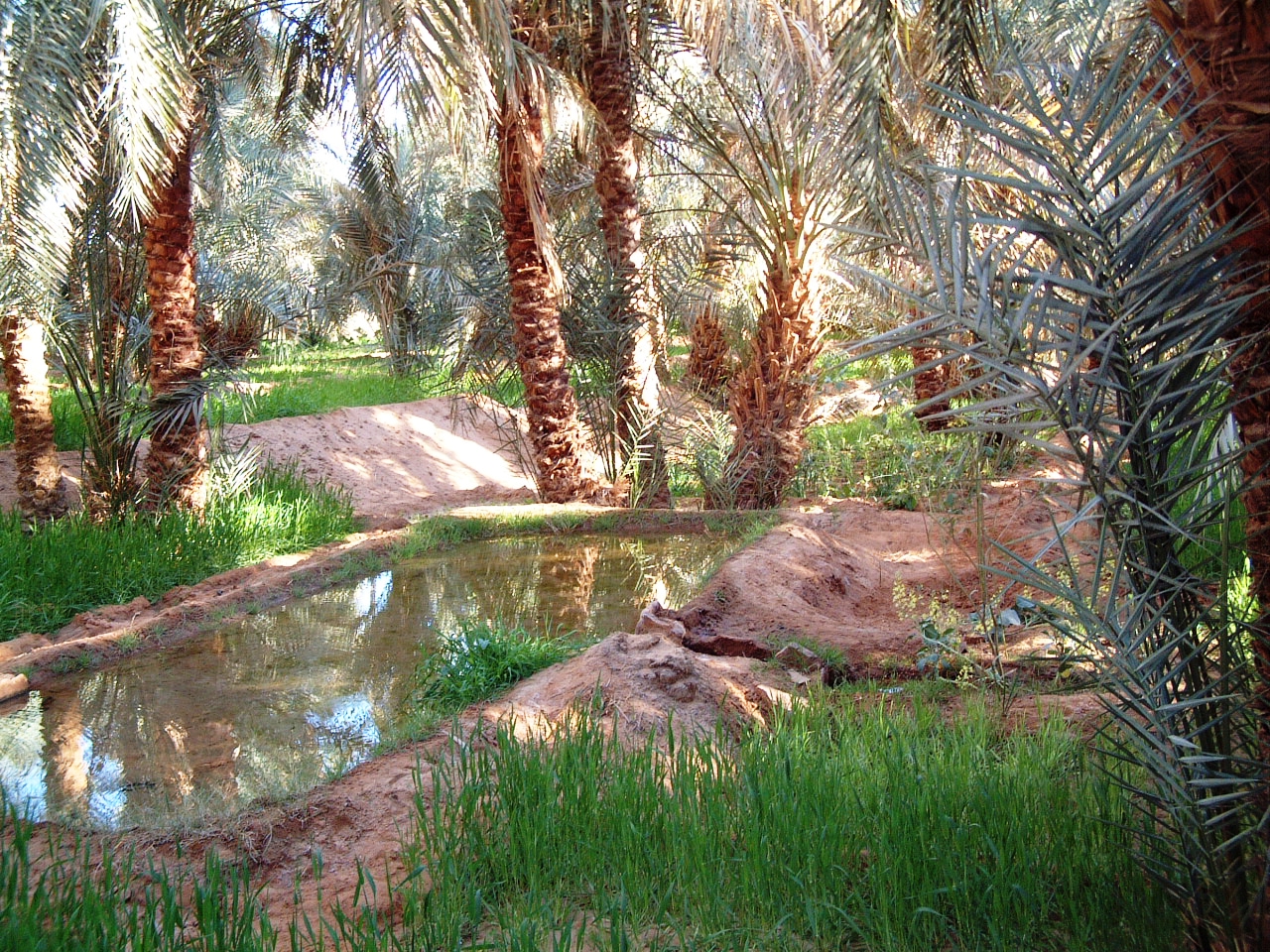 Oasis_Timimoun.jpg