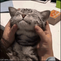 Cute Cat GIF