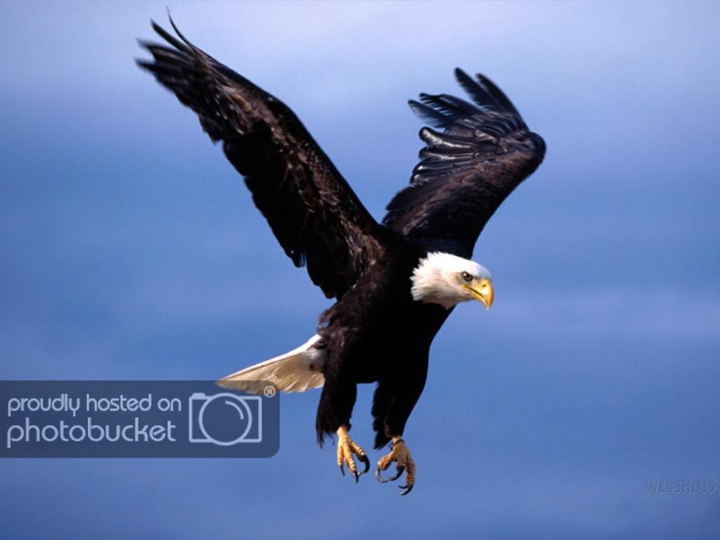 flying-eagle-wallpaper.jpg