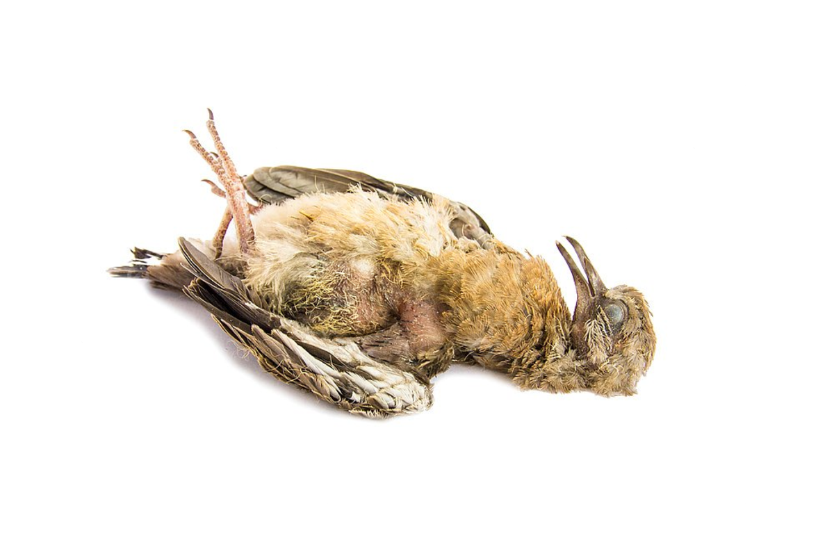 pngtree-dead-bird-close-up-photo-picture-image_3486610.jpg