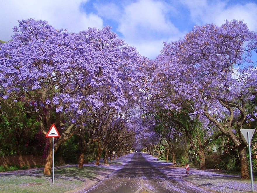 jacarandes-africa.jpg