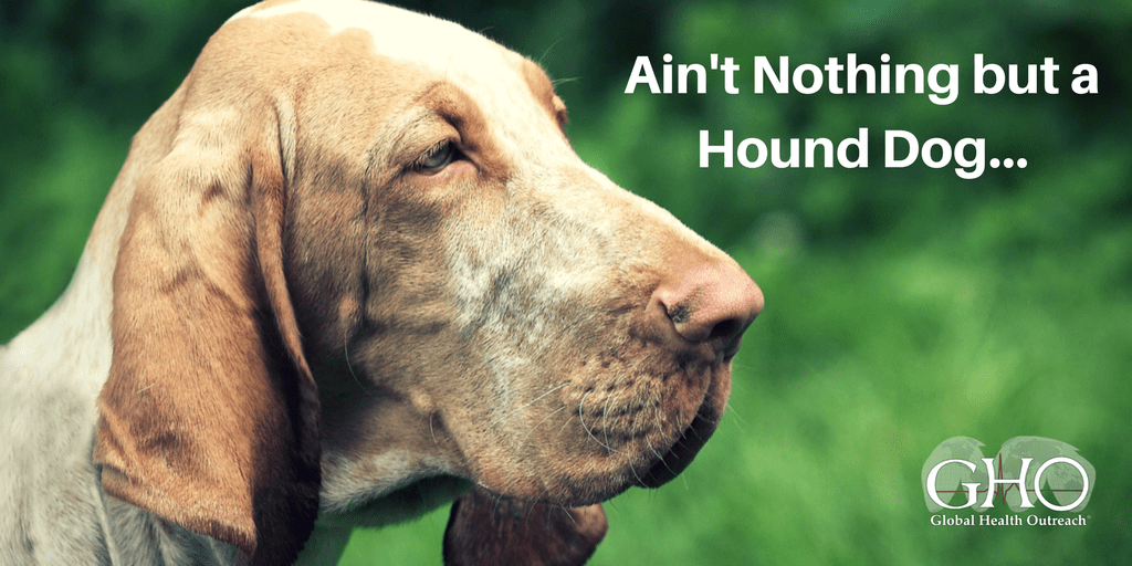 Hound-Dog-TW.png