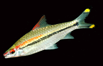 Torpedo%20Fish.jpg