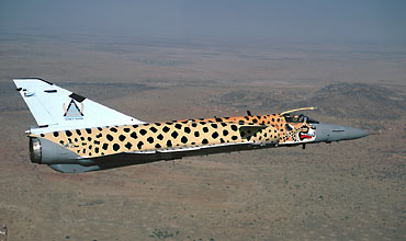 cheetah1.jpg