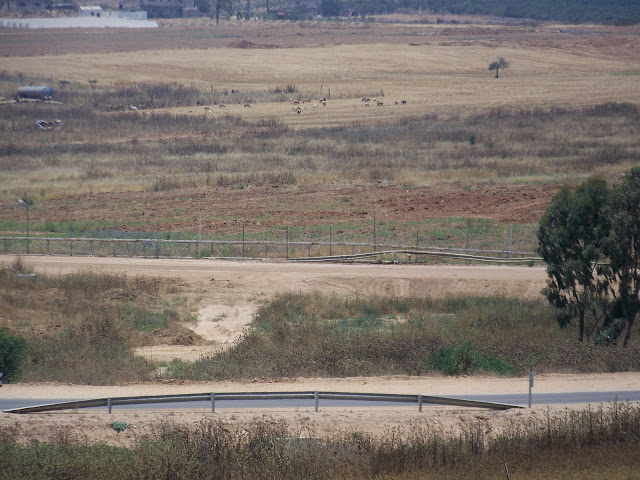 Border%20fence.JPG