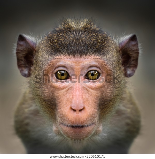 monkey-face-close-600w-220510171.jpg