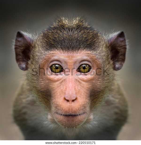 monkey-face-close-600w-220510171.jpg