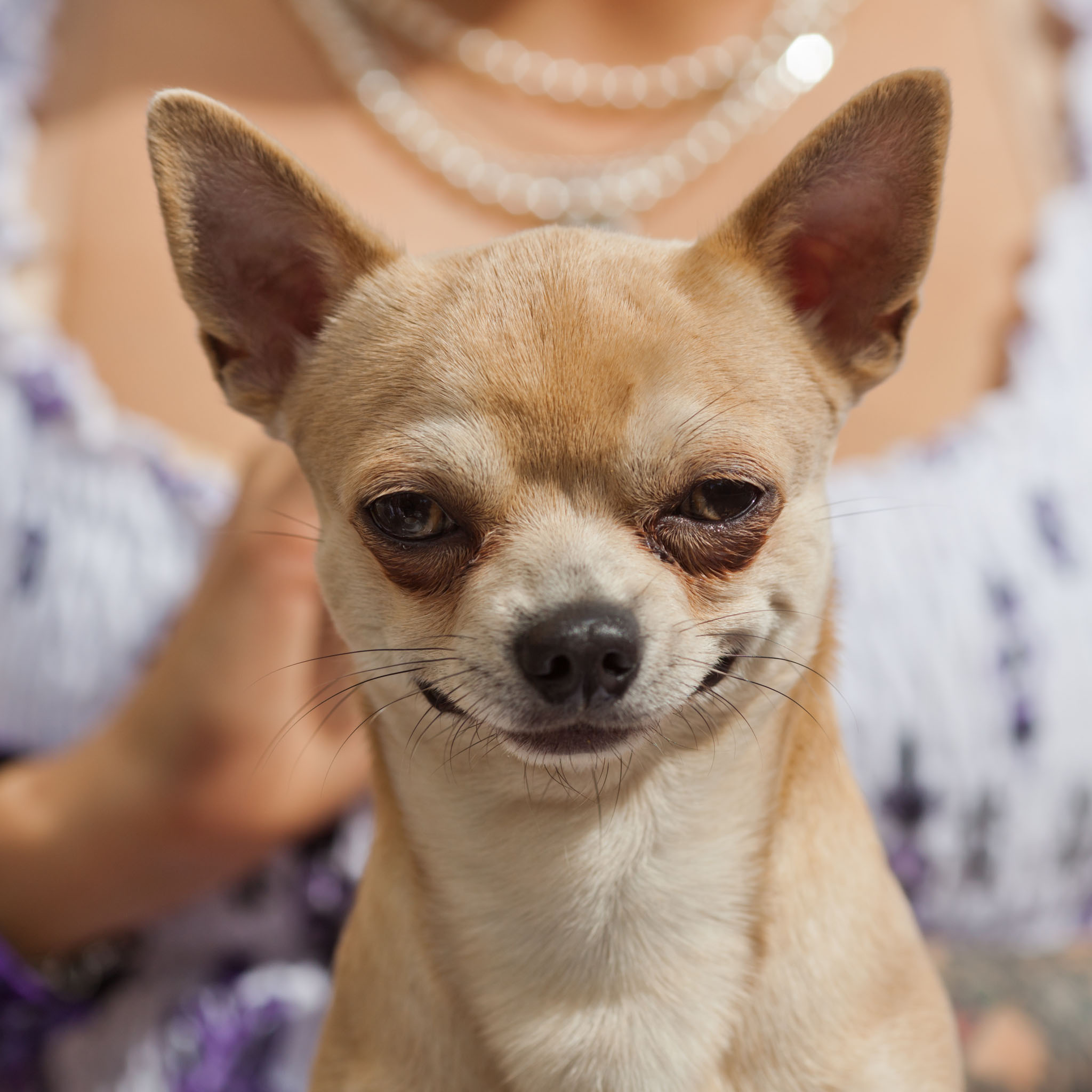 chihuahua.jpg