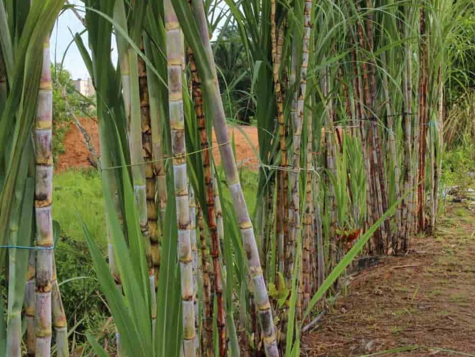 news.radioalgerie.dz