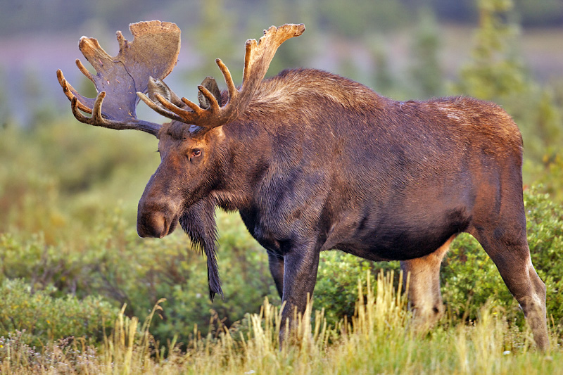 moose-colorado-56.jpg
