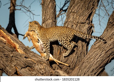 leopard-tree-carrying-dead-antelope-260nw-1835201128.jpg