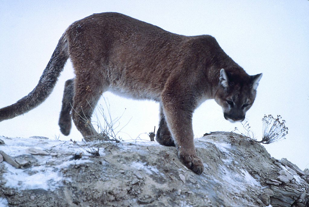 1024px-Mountain-lion-01623.jpg