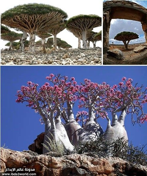 socotra01.jpg