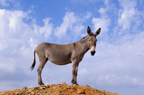 donkey2.jpg