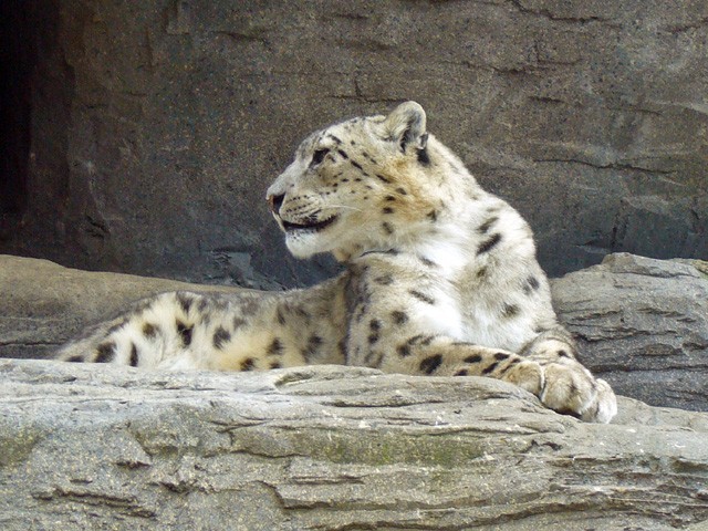 Snow-leopard-640x480.jpg