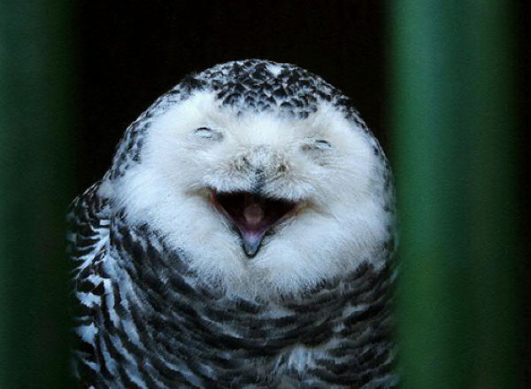 smiling_owls_640_14.jpg