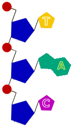 dna4.gif