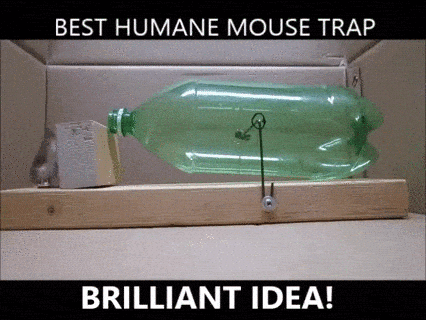 giphy-downsized.gif