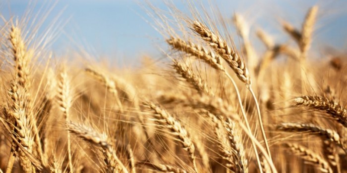 www.agriculture.tn
