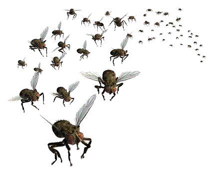 Flies-PNG-Pic.png