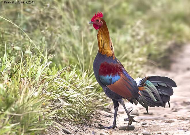 red_jungle_fowl1.jpg