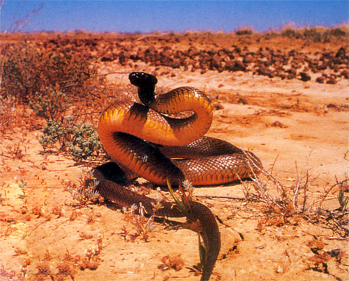 Western-Taipan.jpg