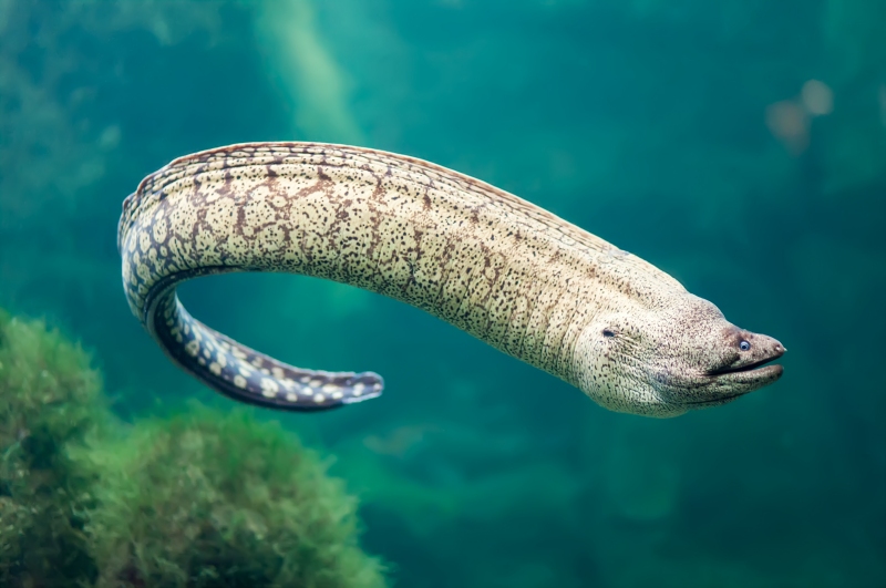 eel.jpg