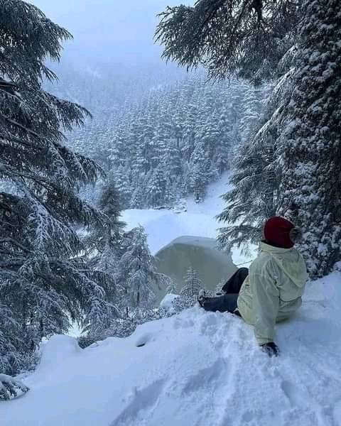 May be an image of 1 person, nature, snow and tree