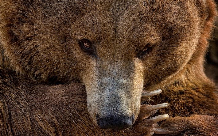 thumb2-grizzly-bear-large-brown-bear-wildlife-portrait-predator.jpg
