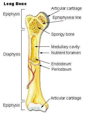 long_bone.jpg