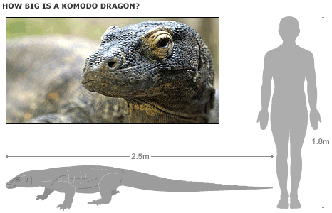 _44730362_komodo_dragon2_466in.gif
