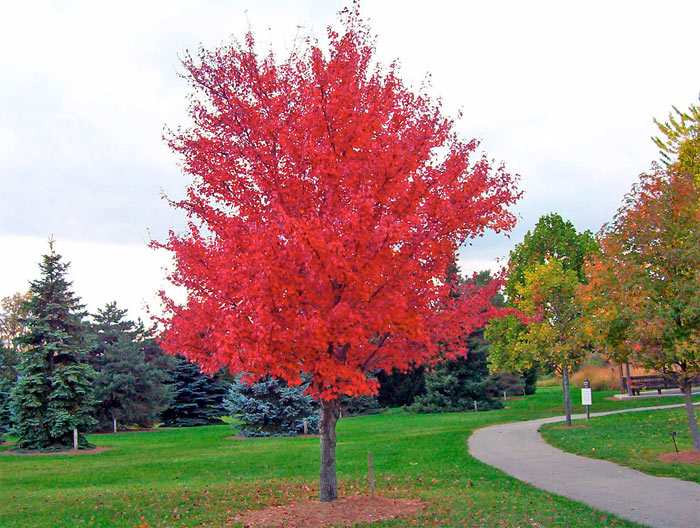 maple-tree.jpg