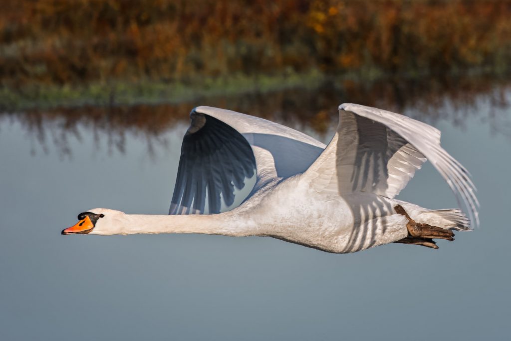 Low-Flying-Swan-1024x683.jpg