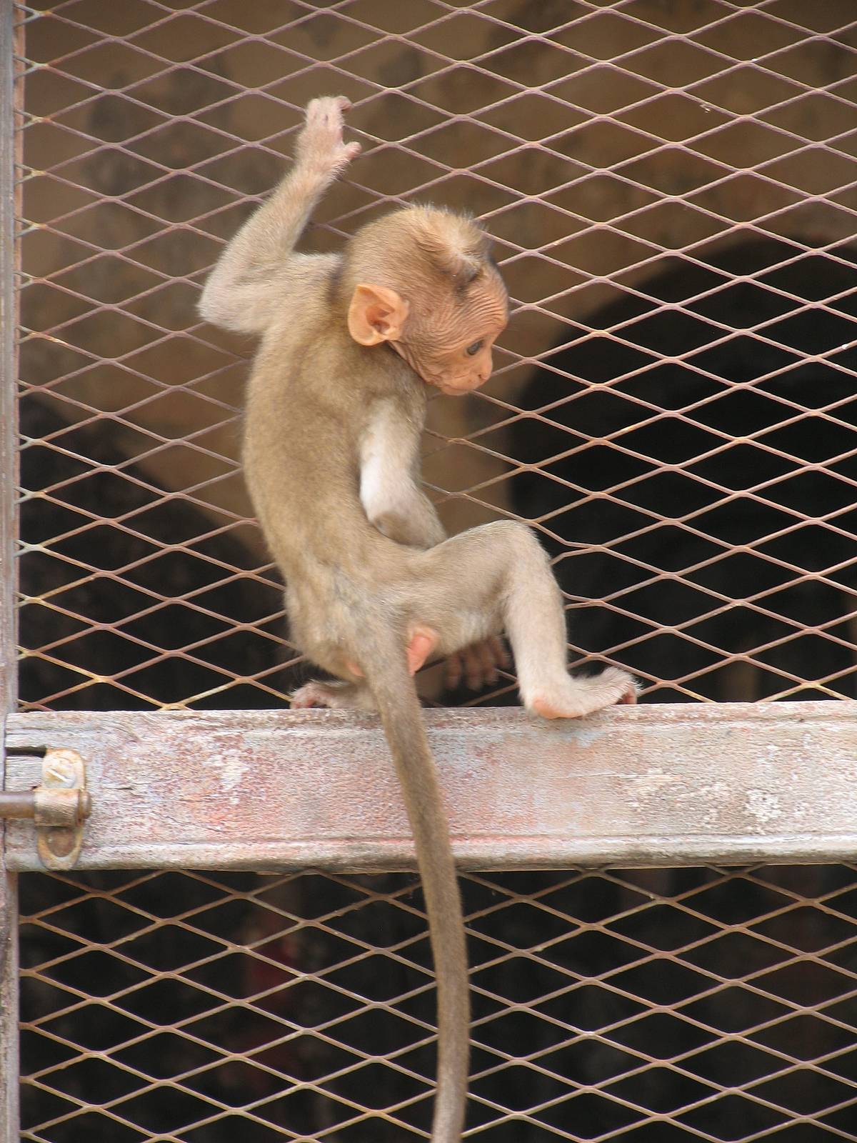 animal-monkey-acrobat-climb.jpg
