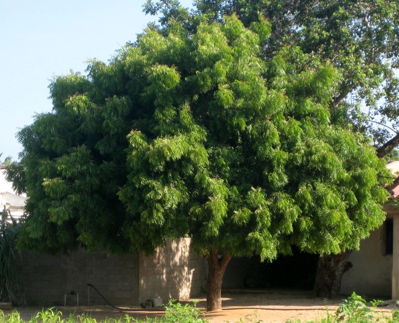 Neem_tree.jpg