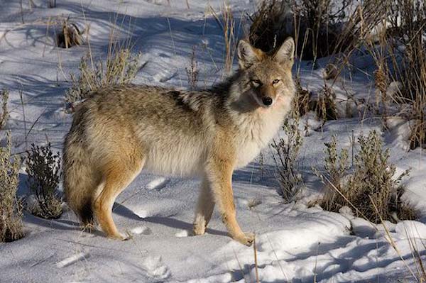 0000_0coyote-glancing_5.jpg